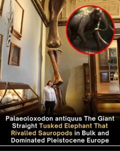 The Giant Elephant That Rivaled Small Dinosaurs in Size - photo 234