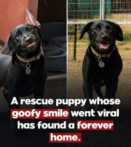One Little Smile Changed Everything How a Puppy Named Burreaux Found His Forever Home - photo 215