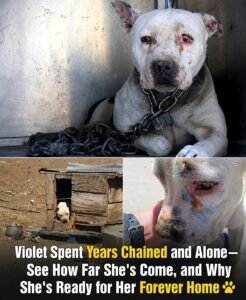 She Was Chained and Forgotten for Years  Then Someone Finally Came Back for Violet - photo 209