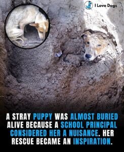 Lily Was Buried AliveBut She Survived and Found the Love She Deserved - photo 218