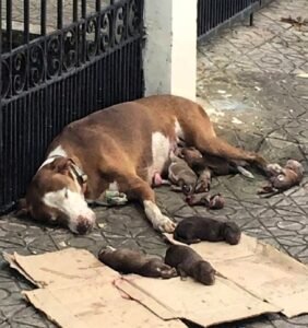 She Gave Birth on a Cold City SidewalkThen a Stranger Noticed the Six Tiny Puppies - photo 205
