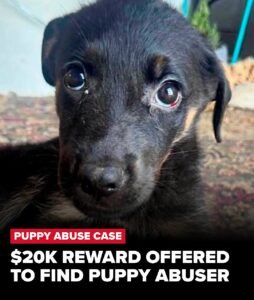 Puppy Named Singer Found Beaten and Abandoned With Devastating Injuries as 20,000 Reward Is Offered - photo 213