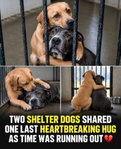 This Photo of Two Shelter Dogs Final Hug Will Break Your Heart - photo 207