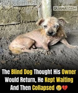 The Blind Dog Thought His Owner Would ReturnSo He Kept Waiting Until His Body Could No Longer Hold On - photo 153