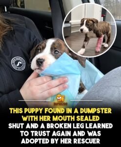 When Junie was found, it was almost impossible to understand how someone could have left such a helpless littl - photo 125
