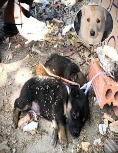 Two Terrified Puppies Found on a Busy Streetand the Compassionate Choice That Changed Their Lives - photo 199