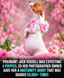 Some dogs tolerate having their picture taken. This pregnant Jack Russell looked like she had been waiting her - photo 136