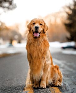 Tucker Budzyn The Golden Retriever Who Made Millions of People Smile Has Died - photo 203