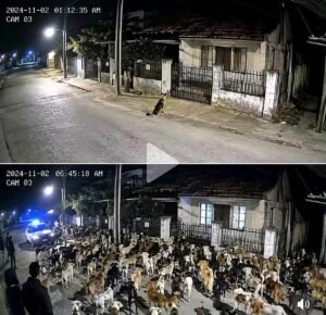Hundreds of Stray Dogs Gathered Outside One HouseWhat They Were Waiting For Left Everyone Speechless - photo 201