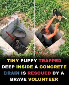 Tiny Puppy Trapped Deep Inside a Concrete Drain Is Finally Rescued by a Brave Volunteer - photo 181
