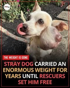 When rescuers first found Porky wandering alone, it was difficult to imagine how long the tiny senior Chihuahu - photo 180