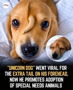 Narwhal The Unicorn Puppy Who Turned Being Different Into a Superpower - photo 173