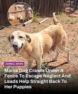 The dirt road looked quiet that day, but one rescuer noticed a hungry mama dog wandering along the side of it. - photo 158