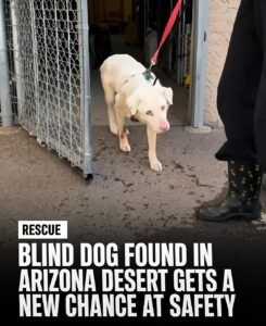 Coppers Journey When a Blind Dog Lost His World, Kindness Became His New Map - photo 160