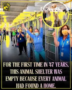 After 47 Years, This Animal Shelter Finally Heard the Sound of Empty Kennels - photo 163