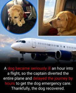A Sick Dog Became the Reason a Delta Flight Had to Turn AroundAnd One Veterinarian on Board May Have Saved Its - photo 148