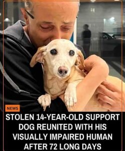 For 72 Days, a Blind Man Refused to Stop Searching for His Stolen Dog - photo 145