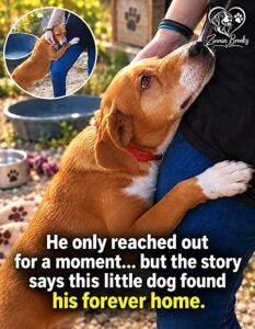 The Shelter Dog Who Reached Out and Wouldnt Let Go - photo 126