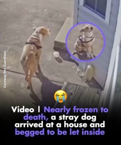 Adobe didnt ring the doorbell. He simply appeared at the back door of a home in Illinois, trembling so badly t - photo 141