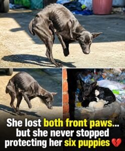 She had lost both of her front paws. She was living among garbage, surrounded by dirt, discarded plastic and t - photo 120