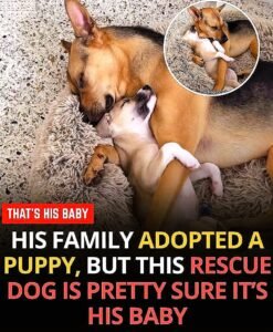 When little Cowboy arrived at his new home, almost everything around him was unfamiliar - photo 96