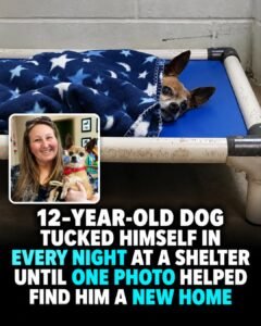 Everyone Thought This 12-Year-Old Dog Might Be Overlooked Then One Photo Changed His Life - photo 112