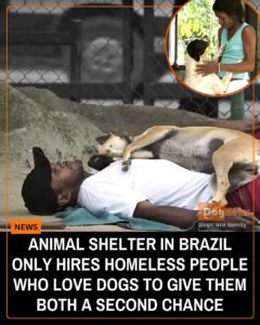 The Shelter That Saved Homeless Dogsand Gave Their Caregivers a Second Chance - photo 98