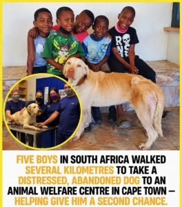 Five Young Boys Walked 5 Kilometres to Save a Dog Who Had Nowhere Else to Go - photo 94