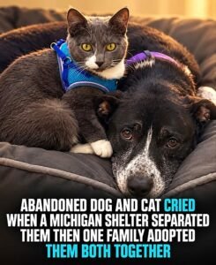 They Were Found Abandoned Together  So the Shelter Refused to Let Them Say Goodbye - photo 104