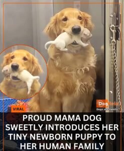 Proud Mama Couldnt Wait to Show Her Family Her Newborn Puppy - photo 92