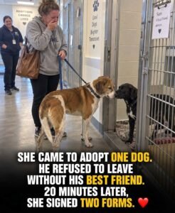 Charlie Refused to Leave His Best Friend Behind - photo 90