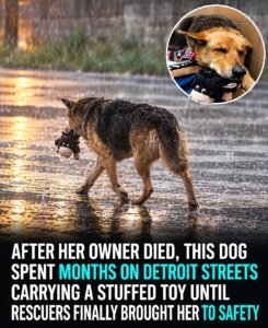 She Lost Her Owner, Her Home, and Almost EverythingBut She Never Let Go of Her Stuffed Toy - photo 57