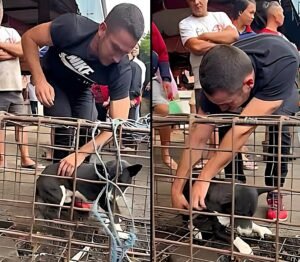 He Heard a Dog Crying Inside a Tiny Cage And Refused to Walk Away - photo 86