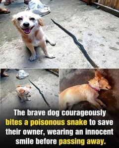 A dog does not need words to prove how much he loves his family. Sometimes, all it takes is one moment. One mo - photo 82