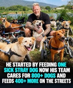 He Started by Feeding One Stray Dog  Now He Helps More Than 1,000 Dogs Every Day - photo 88