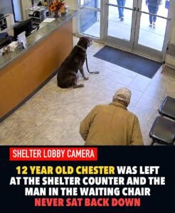 He Came to the Shelter With Old Towels  And Left With a Dog - photo 80