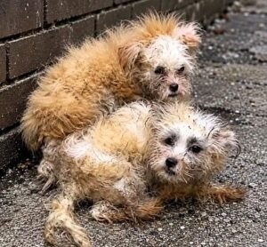 They Were Terrified of the Hand That Came to Save Them - photo 71