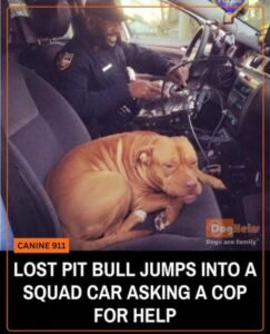 This Pit Bull Saw a Police Car and Decided She Had Found Her New Best Friend - photo 78