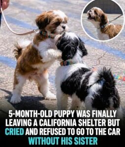 The Puppy Was Finally Being Saved, But He Refused to Leave Without His Sister - photo 65