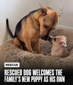 He Could Have Kept the Whole Bed to Himself. Instead, He Made Room for a Puppy Who Needed Him. - photo 63