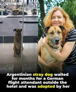The stray dog who waited for the same woman until she finally took him home - photo 73