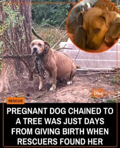 Chained to a Tree While Pregnant, Hope Finally Found the Life She Deserved - photo 61