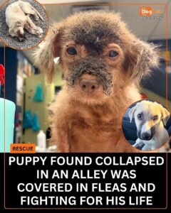 Cosmo Was Too Weak To Lift His Head, But Someone Refused To Leave Him Behind - photo 67