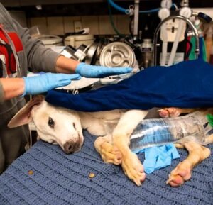 A Tiny Puppy Was Left in a Soaked Cardboard Box, but One Woman Refused to Walk Away - photo 44