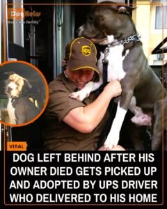 UPS Driver Katie Newhouser Adopted a Pit Bull She Once Delivered Packages To After His Owner Passed Away - photo 52