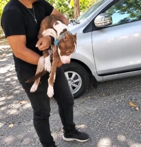 Pablos heartbreaking rescue from a dark, forgotten shack to a life filled with love - photo 38