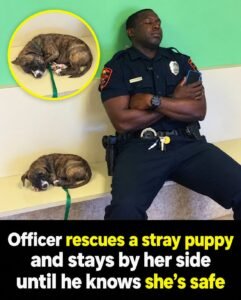 Exhausted Florida Police Officer Falls Asleep Beside Rescued Puppy While Waiting for Her to Get Help - photo 45