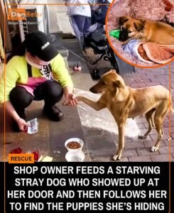 A hungry stray dog led a noodle shop owner to her hidden puppies - photo 50