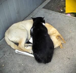 The puppy who arrived six months after we lost Sasha - photo 35