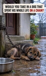 Years of pain are written across this tired face but deep inside, this dog still deserves a chance to know wha - photo 33